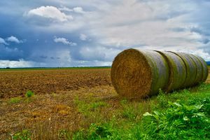 Landwirtschaft